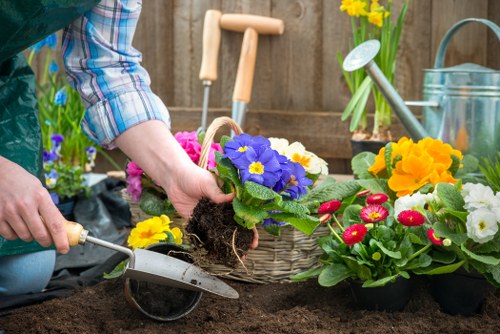 A gardener planting a vibrant purple primula flower into rich, dark soil in a garden bed, with a mix of colorful flowers including yellow, red, and white blooms nearby. In the background, there are garden tools such as a small trowel, a watering can, and a basket filled with various flowering plants. The garden is enclosed by a wooden fence, with potted plants and daffodils visible in the background, indicating a well-maintained outdoor space suitable for gardening services in Lee. The scene is illuminated by natural daylight, suggesting a clear, pleasant day conducive to outdoor gardening activities, with the gardener wearing a checked shirt and preparing the flower for planting amid the lush garden environment that includes flower beds, soil, and garden accessories associated with landscaping and lawn care.